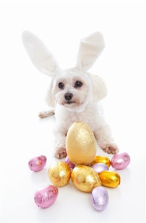 A cute white maltese terrier dog wearing bunny ears and lying down among gold pink and lilac foil wrapped chocolate easter eggs. Photographie de stock - Aubaine LD & Abonnement, Code: 400-04852315