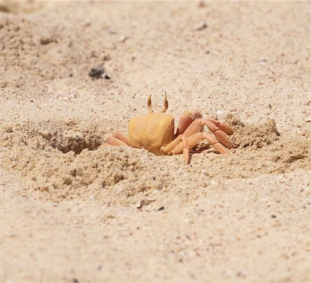 shell macro - Red Sea ghost crab at entrance to its burrow on beach Stock Photo - Budget Royalty-Free & Subscription, Code: 400-04852375