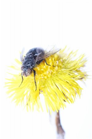 simsearch:400-06068038,k - fly on a yellow flower Stock Photo - Budget Royalty-Free & Subscription, Code: 400-04852490