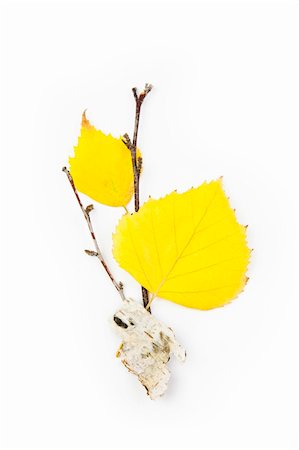 simsearch:400-05277296,k - Autumn Birch Leaves / Beautiful Composition / isolated on white Stock Photo - Budget Royalty-Free & Subscription, Code: 400-04852555