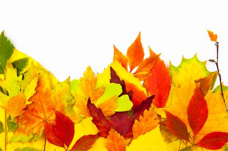 Autumn frame / beautiful real leaves / isolated on white Foto de stock - Super Valor sin royalties y Suscripción, Código: 400-04852557