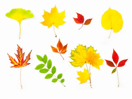Autumn Leaves /  XXLarge size / isolated on white Foto de stock - Super Valor sin royalties y Suscripción, Código: 400-04852558