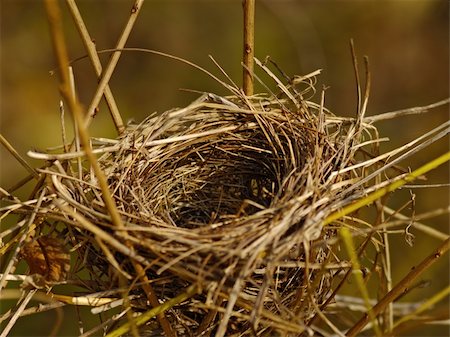 The bird's nest between stalks of a dry grass Photographie de stock - Aubaine LD & Abonnement, Code: 400-04852663