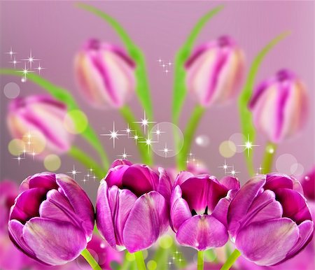 simsearch:400-04406240,k - Dark pink tulips on background Stock Photo - Budget Royalty-Free & Subscription, Code: 400-04852867