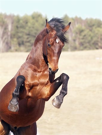 rearing - trakehner horse in the spring field outdoor sunny day Photographie de stock - Aubaine LD & Abonnement, Code: 400-04853334