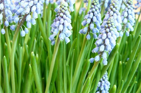 fragile hyacinths - Hyancinth flowers closeup in a garden in spring Stock Photo - Budget Royalty-Free & Subscription, Code: 400-04853468