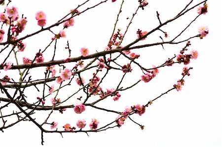 simsearch:400-06554755,k - Plum Blossom on White Background Stock Photo - Budget Royalty-Free & Subscription, Code: 400-04853608