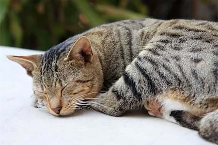 Cute ginger cat sleeping on a table. Photographie de stock - Aubaine LD & Abonnement, Code: 400-04853846