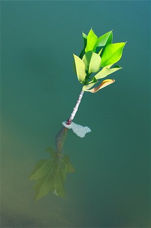 Young tree growing in water solution for global worming problem Photographie de stock - Aubaine LD & Abonnement, Code: 400-04853865