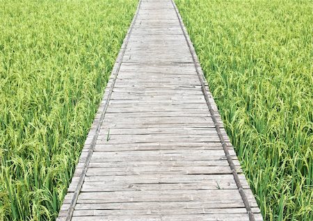 pathway to Green rice field in Thailand Stock Photo - Budget Royalty-Free & Subscription, Code: 400-04864028