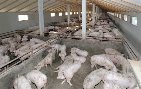 porcile - Small Pig Farm for breeding hogs Fotografie stock - Microstock e Abbonamento, Codice: 400-04864047