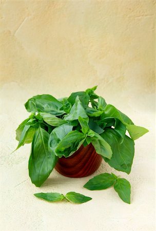 simsearch:400-04418942,k - green fresh basil in the glass on the table Stockbilder - Microstock & Abonnement, Bildnummer: 400-04864307