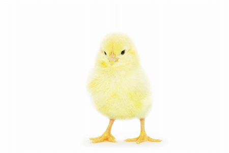simsearch:400-05194519,k - Cute little baby chicken isolated on white background Foto de stock - Royalty-Free Super Valor e Assinatura, Número: 400-04864532