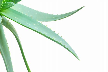 simsearch:400-06128310,k - aloe leaves isolated on a white background Stock Photo - Budget Royalty-Free & Subscription, Code: 400-04864550