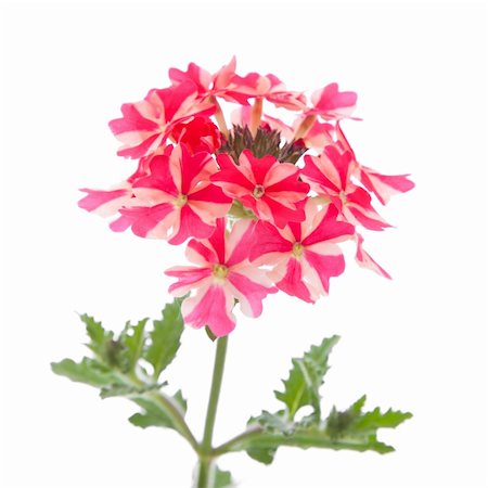 verbena Stock Photo - Budget Royalty-Free & Subscription, Code: 400-04864981