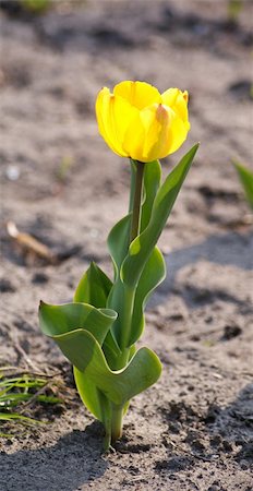 simsearch:400-05069521,k - Yellow tulip over the natural isolated background Photographie de stock - Aubaine LD & Abonnement, Code: 400-04865286