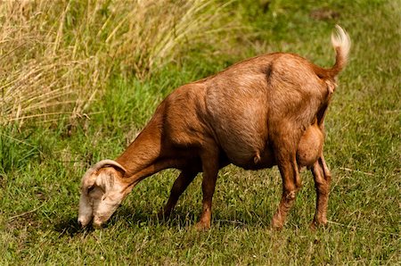 simsearch:400-05349309,k - Brown billy goat grazing next to cornfield. in the sun Foto de stock - Royalty-Free Super Valor e Assinatura, Número: 400-04865300
