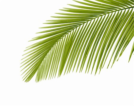 Part of palm leaf on white background Stock Photo - Budget Royalty-Free & Subscription, Code: 400-04865475