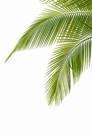 rodho (artist) - Part of palm tree on white background Foto de stock - Royalty-Free Super Valor e Assinatura, Número: 400-04865476