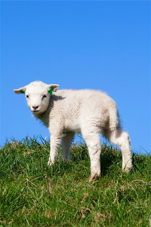 dike - Cute lamb in the meadow, the Netherlands Stock Photo - Budget Royalty-Free & Subscription, Code: 400-04865735