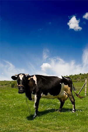simsearch:6109-08701468,k - cow in a meadow looking at camera Stockbilder - Microstock & Abonnement, Bildnummer: 400-04865760