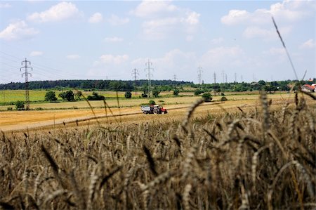 simsearch:400-05083860,k - nice czech country with the golden corn and blue sky Stock Photo - Budget Royalty-Free & Subscription, Code: 400-04865770