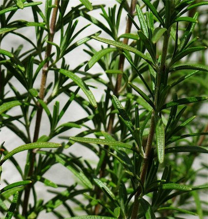 rosemary sprig - Rosemary Sprigs growing in the garden Stock Photo - Budget Royalty-Free & Subscription, Code: 400-04866038