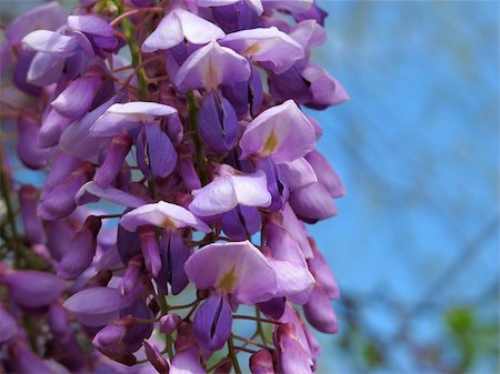 A close up cluster of Purple Wisteria flowers. Photographie de stock - Aubaine LD & Abonnement, Code: 400-04866039
