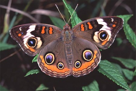 simsearch:400-04305245,k - Buckeye Butterfly (Junonia coenia) at Distillery Conservation Area in northern Illinois. Foto de stock - Super Valor sin royalties y Suscripción, Código: 400-04866286