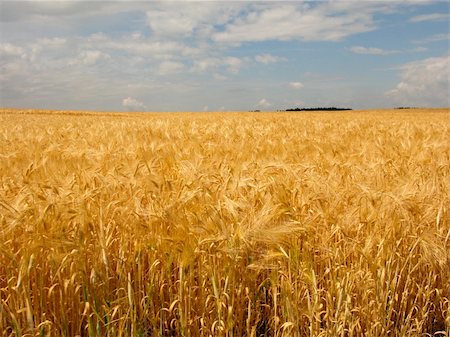 dry fruits crops - golden wheat field with cloudy blue sky Stock Photo - Budget Royalty-Free & Subscription, Code: 400-04866326