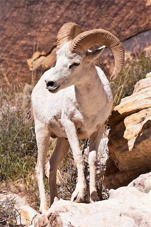 simsearch:400-04262308,k - Albino Bighorn Ram Sheep in Red Rock Canyon Nevada Stock Photo - Budget Royalty-Free & Subscription, Code: 400-04866348