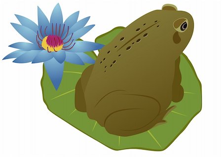 Green frog sitting on a sheet near the lotus flower. Stock Photo - Budget Royalty-Free & Subscription, Code: 400-04866365