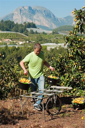 Agricultural worker during the loquat harvest season Photographie de stock - Aubaine LD & Abonnement, Code: 400-04866454