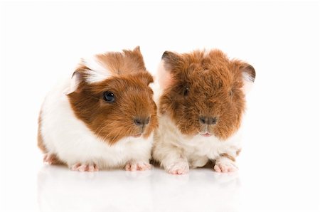 baby guinea pig Stock Photo - Budget Royalty-Free & Subscription, Code: 400-04866506