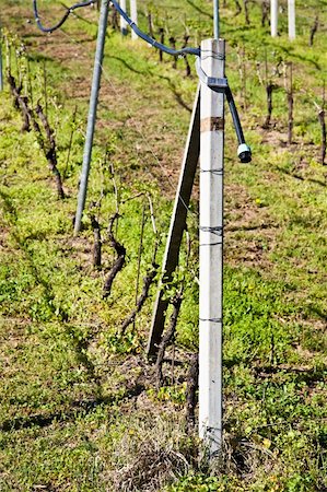 simsearch:400-05750331,k - Vineyard with a drip irrigation system running along the top of the vines Stockbilder - Microstock & Abonnement, Bildnummer: 400-04866578