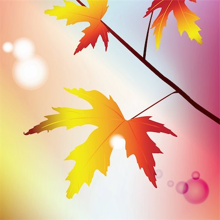 simsearch:400-04223847,k - Illustration of a maple branch in sunny weather on a colored background with a nice bokeh Foto de stock - Super Valor sin royalties y Suscripción, Código: 400-04866594