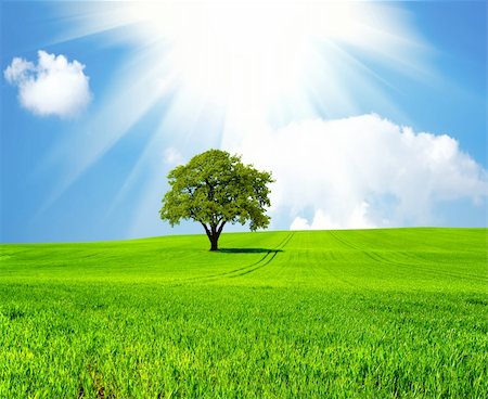 sun over farm field - Beautiful green planet Stock Photo - Budget Royalty-Free & Subscription, Code: 400-04866813