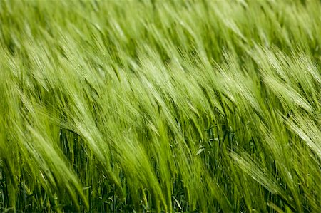 green wheat and windy weather / summer field /  background Stock Photo - Budget Royalty-Free & Subscription, Code: 400-04866925