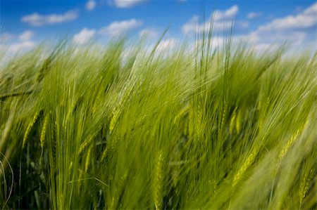 simsearch:400-05330173,k - green wheat field and blue cloudy sky / summer / selective focus Stock Photo - Budget Royalty-Free & Subscription, Code: 400-04866926