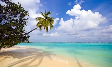 simsearch:400-05106862,k - Tropical Beach with coconut palm trees and turquoise ocean Foto de stock - Royalty-Free Super Valor e Assinatura, Número: 400-04867279