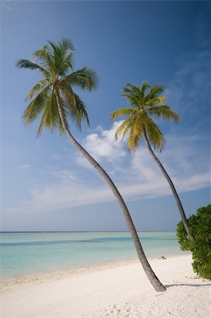 endhals (artist) - tropical beach with coconut palmtrees Fotografie stock - Microstock e Abbonamento, Codice: 400-04867283