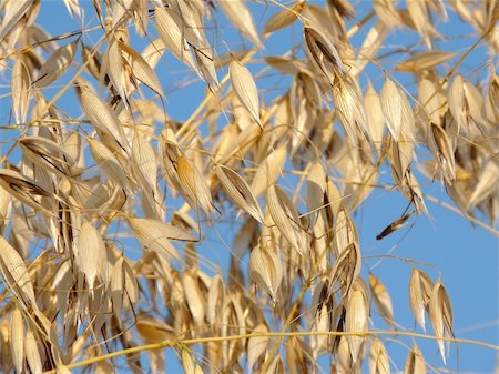 Oats against a cloudless blue sky Foto de stock - Super Valor sin royalties y Suscripción, Código: 400-04867333