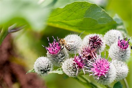 Thistle and bee in the spring Photographie de stock - Aubaine LD & Abonnement, Code: 400-04867397