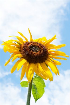 simsearch:400-07036242,k - Sunflower on blue sky background Photographie de stock - Aubaine LD & Abonnement, Code: 400-04867391