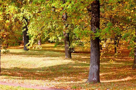 simsearch:400-07255480,k - autumn in the forest with golden leaves on trees Stock Photo - Budget Royalty-Free & Subscription, Code: 400-04867457