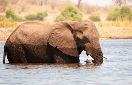 simsearch:400-04974272,k - Large African elephant (Loxodonta Africana) standing in the river in Botswana Fotografie stock - Microstock e Abbonamento, Codice: 400-04867494