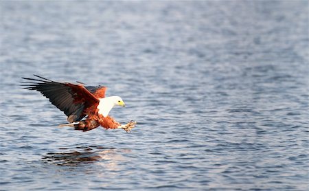 simsearch:400-04266223,k - African Fish Eagle (Haliaeetus vocifer) in flight in Botswana Stock Photo - Budget Royalty-Free & Subscription, Code: 400-04867508