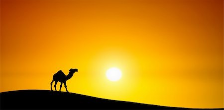 simsearch:400-04584886,k - Camel at sunset Stock Photo - Budget Royalty-Free & Subscription, Code: 400-04867519