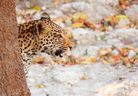 simsearch:400-04808529,k - Leopard (Panthera pardus) hunting in nature reserve in Botswana Stockbilder - Microstock & Abonnement, Bildnummer: 400-04867510