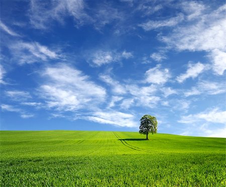 sun over farm field - Beautiful planet Stock Photo - Budget Royalty-Free & Subscription, Code: 400-04867512